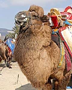 Damlacik Deve Guresi Svm Organizasyon Izmir 5 1 240x300