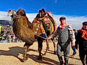 Deve Guresi Festivali Izmir Kemalpasa 3 300x225